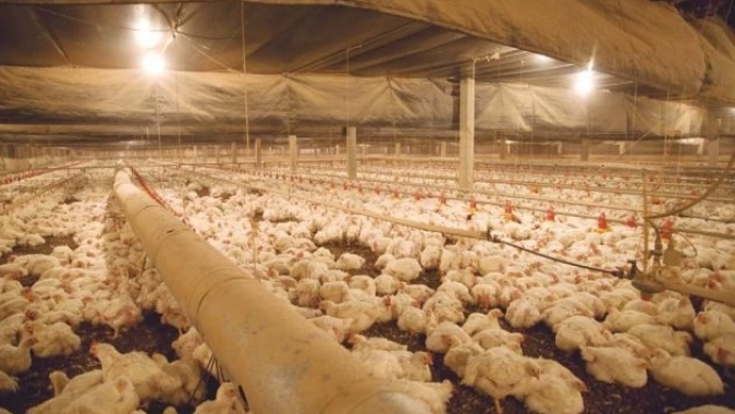 Comissão de Agricultura discute abastecimento de grãos para o setor de carnes; acompanhe