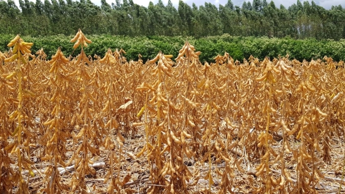 Palotina/PR colheu lavouras de soja irrigada, registrou 85 sc/ha de produtividade e espera manter bom resultado no sequeiro