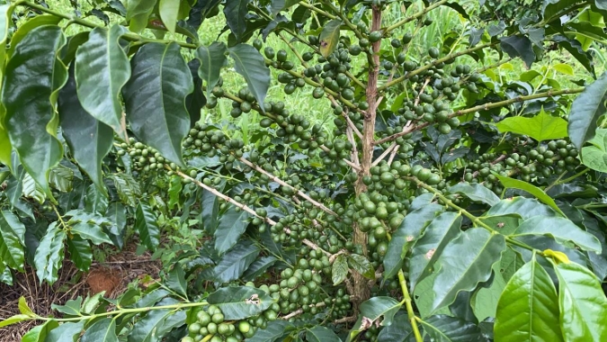 Embrapa Café lança publicação intitulada “Cultivares de café resistentes à ferrugem: alternativa viável para a cafeicultura das Matas de Minas”