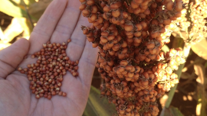 Expansão do sorgo no Brasil ainda esbarra na resistência ao plantio por parte do produtor