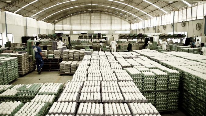Ovos: produtores sofrem novo revés no último dia de negócios da quinzena