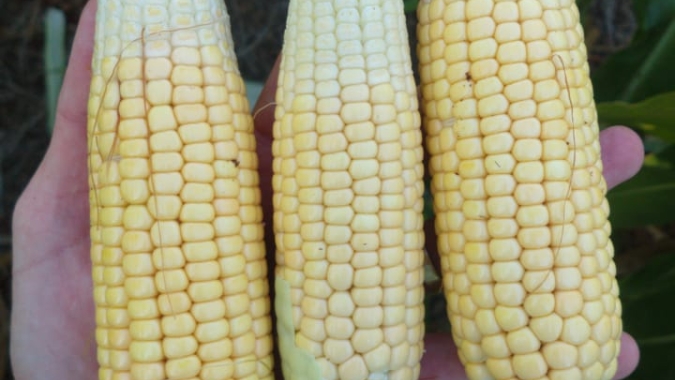 Deral indica que milho com boa qualidade no Paraná cai para 45%