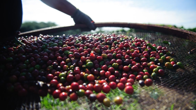 Café volta a cair em Nova York após Conab estimar 54,36 milhões de sacas