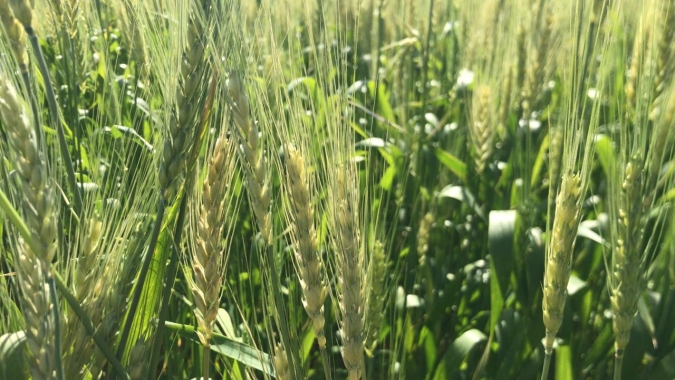 Geadas de agosto devem tirar até 25% da produção de trigo do RS, mas volume ainda será maior do que a safra passada