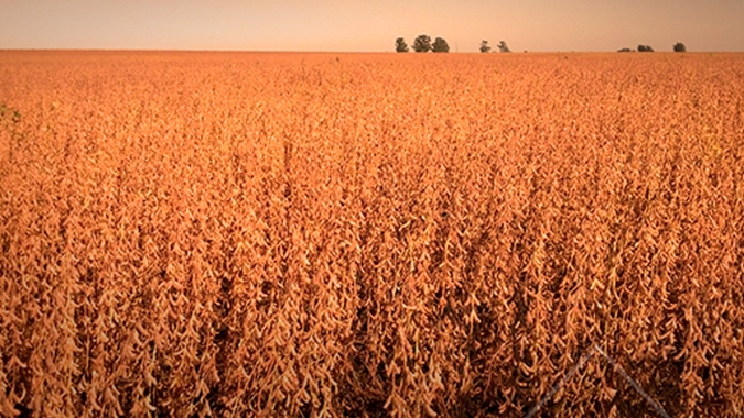 Chuvas impedem queda na produtividade da soja na Argentina