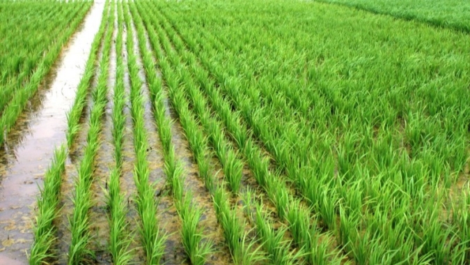 Semeadura do arroz no RS atinge 77%