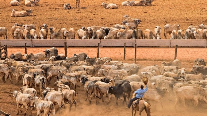 Após suspensão da exportação de carne bovina, cotação do boi registra queda de 5,47% no Mato Grosso