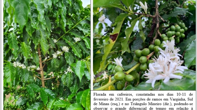 Procafé: Floração de cafeeiros fora da época, depois de veranico
