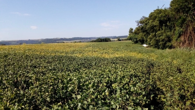 Marechal Cândido Rondon/PR inicia colheita da soja ainda esperando 65 sc/ha de produtividade média