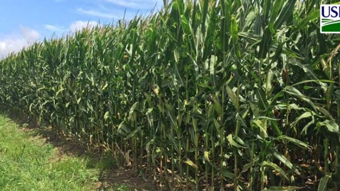 USDA reduz índice de lavouras de milho em boas/excelentes condições e mantém para a soja
