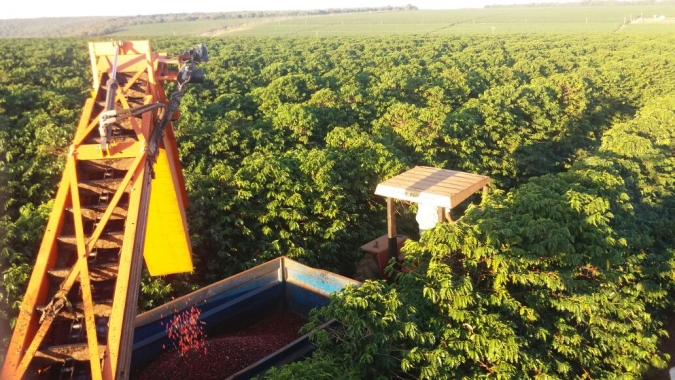 Coronavírus causa incerteza na colheita de café arábica, com atraso na vinda da mão-de-obra