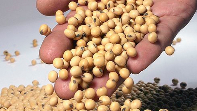 Soja: para disputar com as indústrias, exportadores teriam que pagar preços acima de R$120,00/saca nos portos