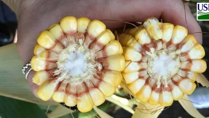 USDA informa nova venda de mais de 880 mil t de milho nesta 5ª feira