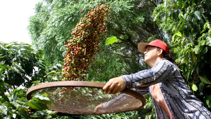 Safra de café do Brasil deve recuar 23% em 2021, diz Montesanto Tavares