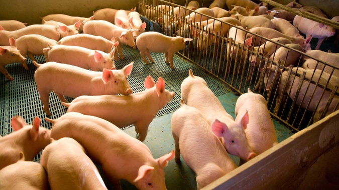 PorkExpo 2022 comemora duas décadas de ciência, mercado e tradição na Suinocultura