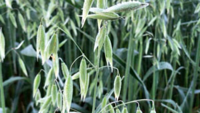 Trigo: geadas no Brasil e estiagem na Argentina devem reduzir produtividade