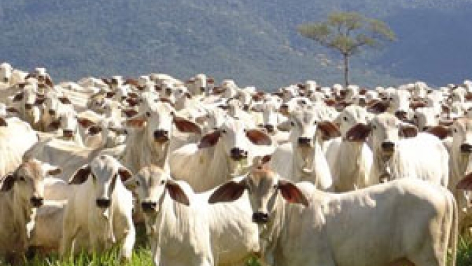 IBGE/Balanço: Em 2021, o rebanho bovino bateu recorde e chegou a 224,6 milhões de cabeças