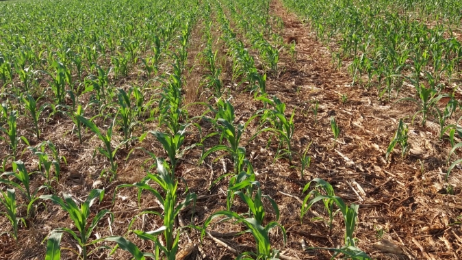 Argentina avança para 43% do milho plantado; Ministério aponta estágios de desenvolvimento nas províncias