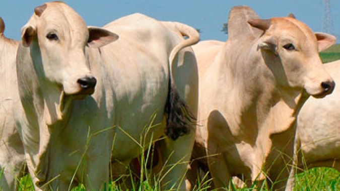 Preços da arroba bovina apresentam ligeiras quedas em Goiás, aponta Ifag