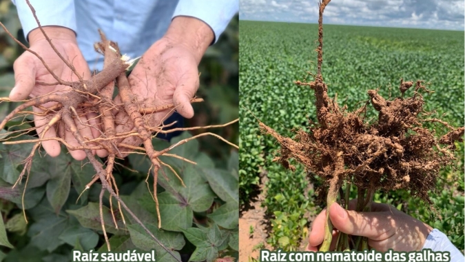 Nova espécie de nematoide de galhas na mira dos técnicos  da Abapa, Embrapa Algodão e Fundação Bahia