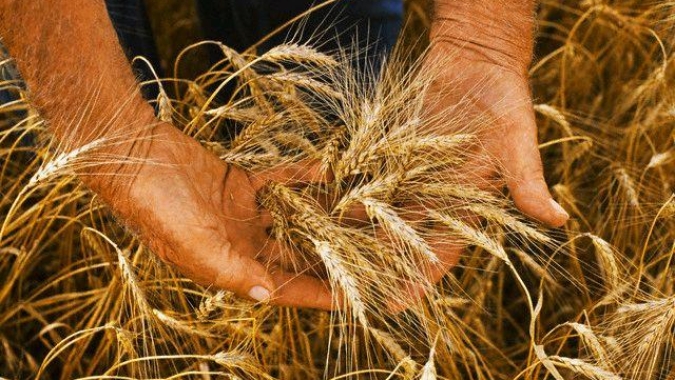 Nota Técnica aborda uso racional de fertilizantes na adubação do trigo