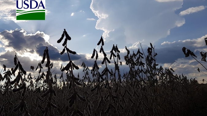 USDA informa plantio da soja em 61%, levemente acima do esperado
