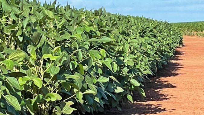 Janeiro chuvoso melhorou lavouras de soja no RS e expectativa é de produção de 15 milhões de toneladas