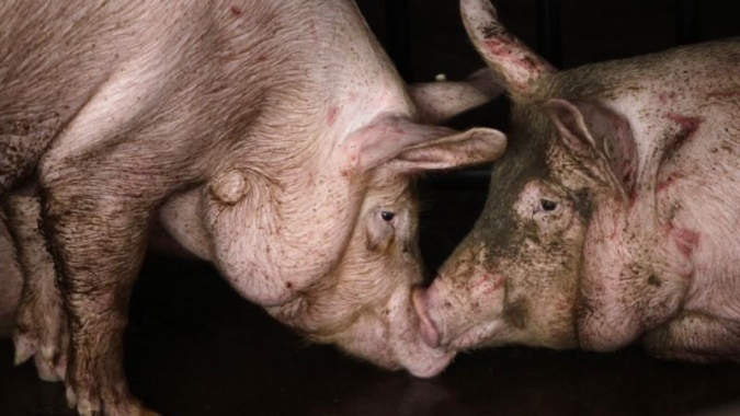 Segunda-feira (16) com tímidas altas para mercado do suíno vivo