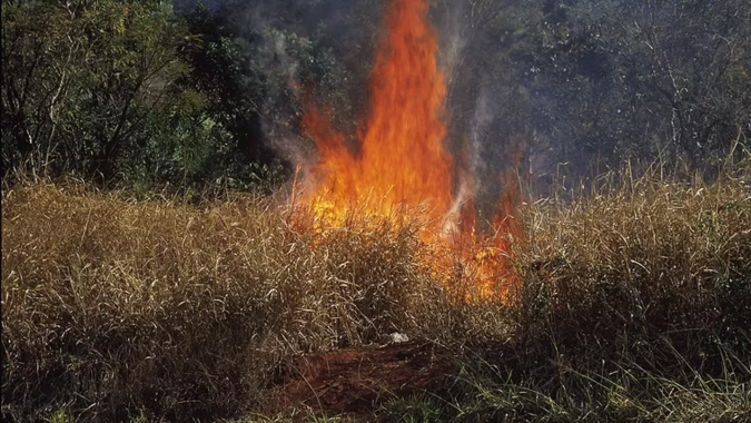 Cana: Ano de 2020 foi o segundo com maior número de focos de incêndios em SP
