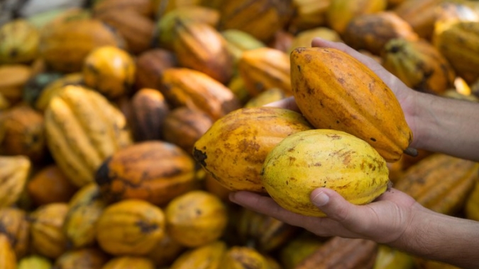 Projeto de conservação da Mata Atlântica e fortalecimento da produção de cacau atende 3 mil produtores rurais do sul da Bahia