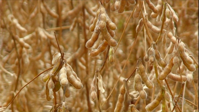 Bagé/RS ainda precisa de 100 mm de chuva em março para garantir produtividade da soja plantada mais tarde