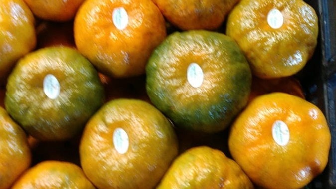 Citros/Cepea: Apesar das chuvas, laranja da safra 24/25 segue com qualidade abaixo do esperado