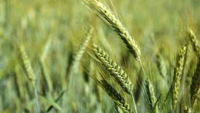 Setor moageiro comemora isenção do ICMS na produção de triticale em São Paulo