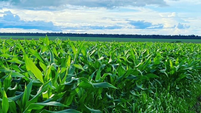 Milho recua em Chicago após relatório do USDA sobre estoques globais