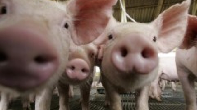 Preços mistos fecham esta terça-feira (17) para o mercado de suínos