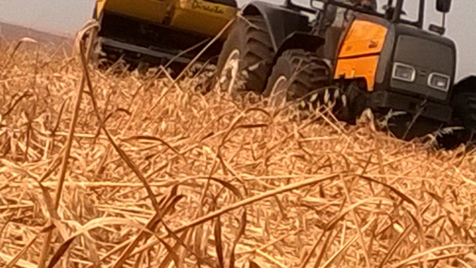 Soja: Plantio da safra brasileira 2021/22 atinge 51%, projeta Safras