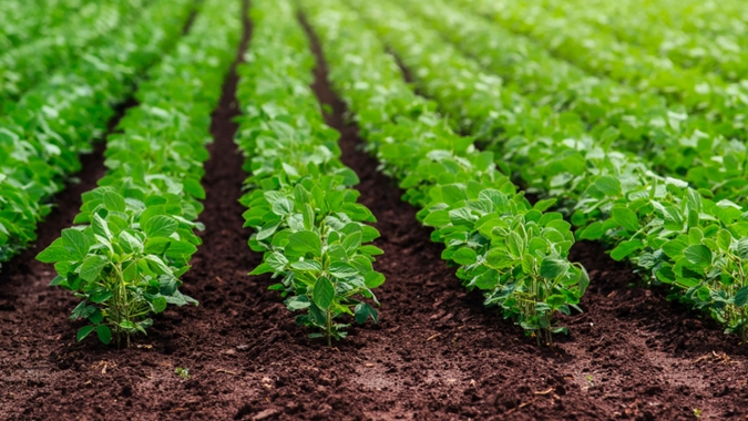 Plantabilidade elevada na safra de soja 22/23 em MS