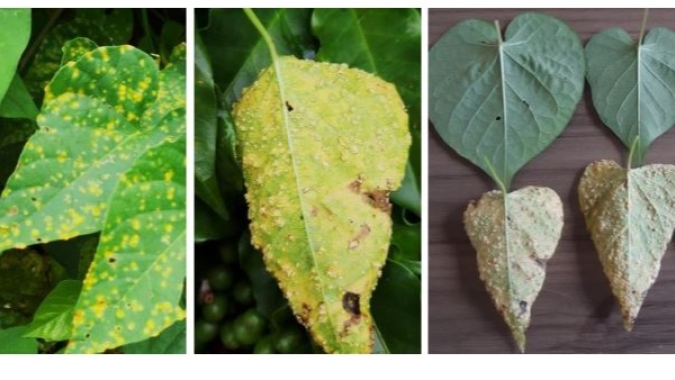 Procafé identifica maior incidência de corda de viola em regiões com colheita mecanizada; novo mico-herbicida é estudado