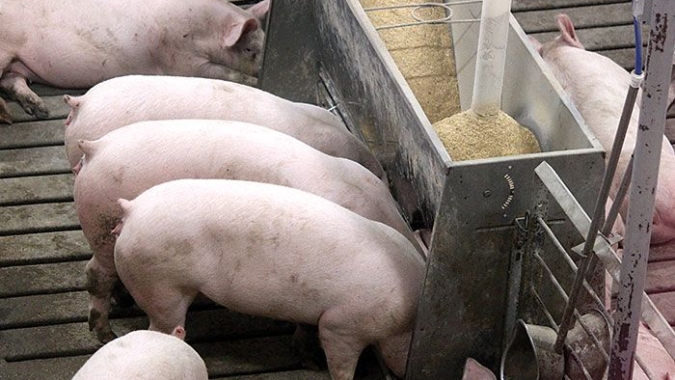 China 'abocanha' soja dos EUA enquanto seu rebanho suíno permanece sob escrutínio