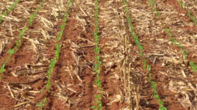Nova Xavantina/MT paralisa plantio da soja no aguardo de novas chuvas, mas expectativa ainda é de boa produtividade