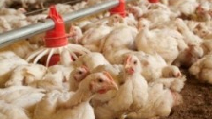 Frango vivo: margem entre custo e preço fica negativa em 2022