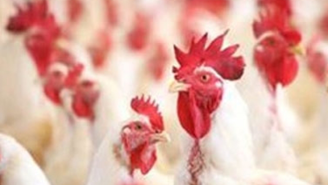 Dia Mundial do Frango: Avicultura de corte paulista emprega 35 mil pessoas e produz 1,5 milhão de toneladas de carne por ano