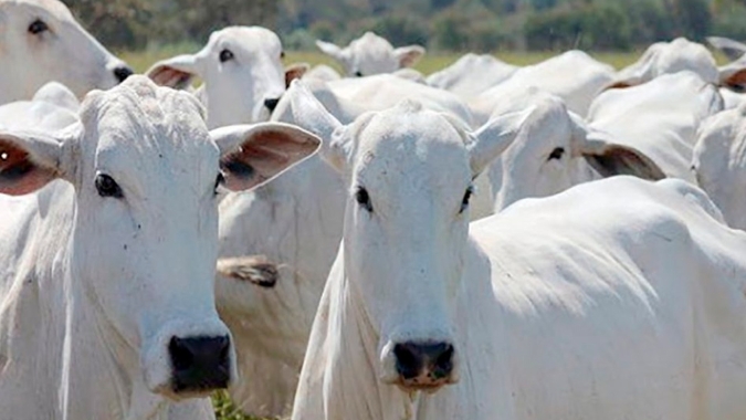 Nova rodada de alta para os preços da arroba do boi em várias regiões produtoras; SP consolida R$ 320 por arroba