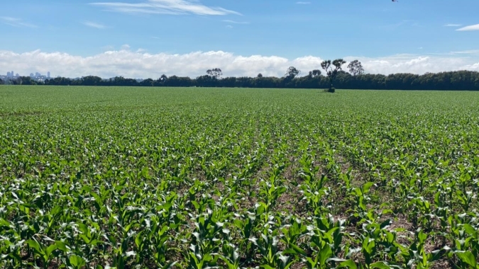 Plantio do milho se encerra no MS com 5 semanas de atraso e 44% das lavouras fora da janela, aponta Famasul