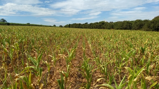 Famasul reduz projeção de produtividade e produção da safrinha de milho