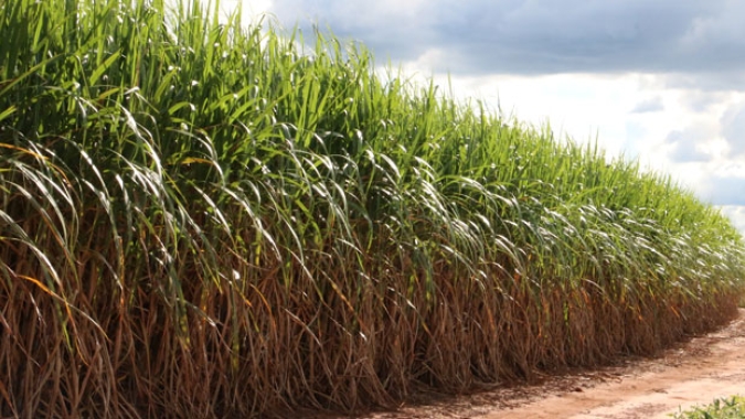 Produtividade dos canaviais do centro-sul recua 16,6% em abril, diz CTC