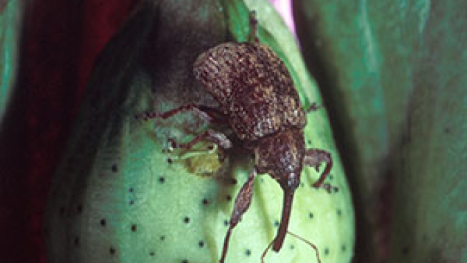 Índice de bicudo e plantas tigueras são discutidos no GTA da Ampasul