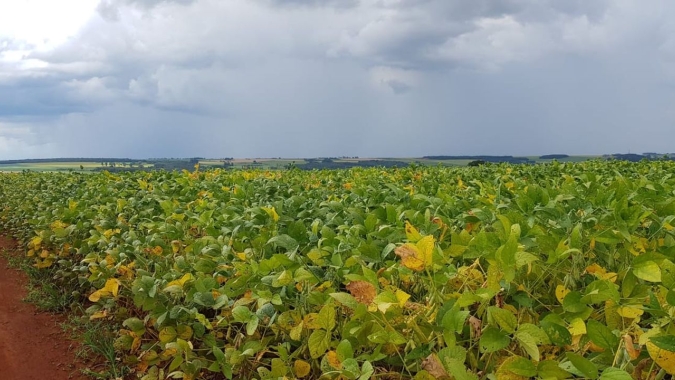 Excesso de chuvas no Paraná ainda não refletiu em aumento nos casos de ferrugem na soja, mas é preciso ficar atento