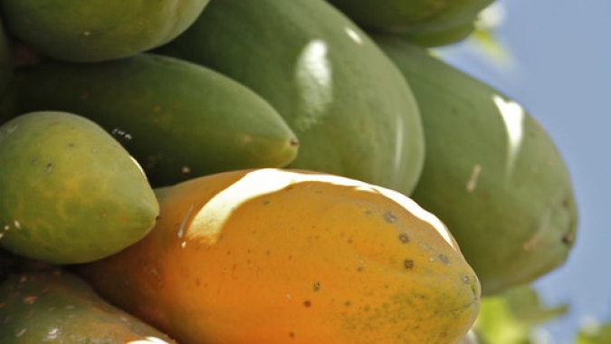 Mamão/Cepea: Cotação do formosa tem forte queda