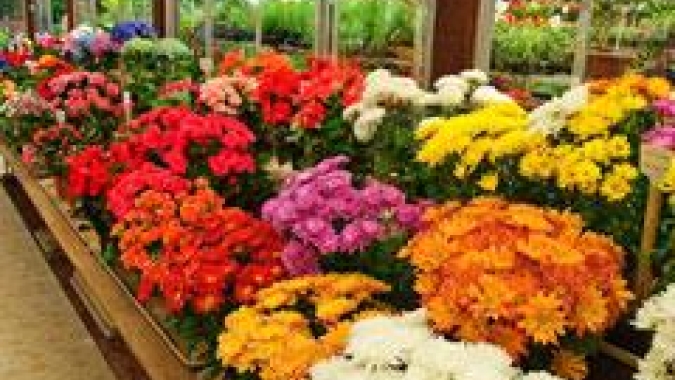 Macro/Cepea: Estudo inédito mostra que PIB da cadeia de flores e plantas ornamentais supera os R$ 7 bi
